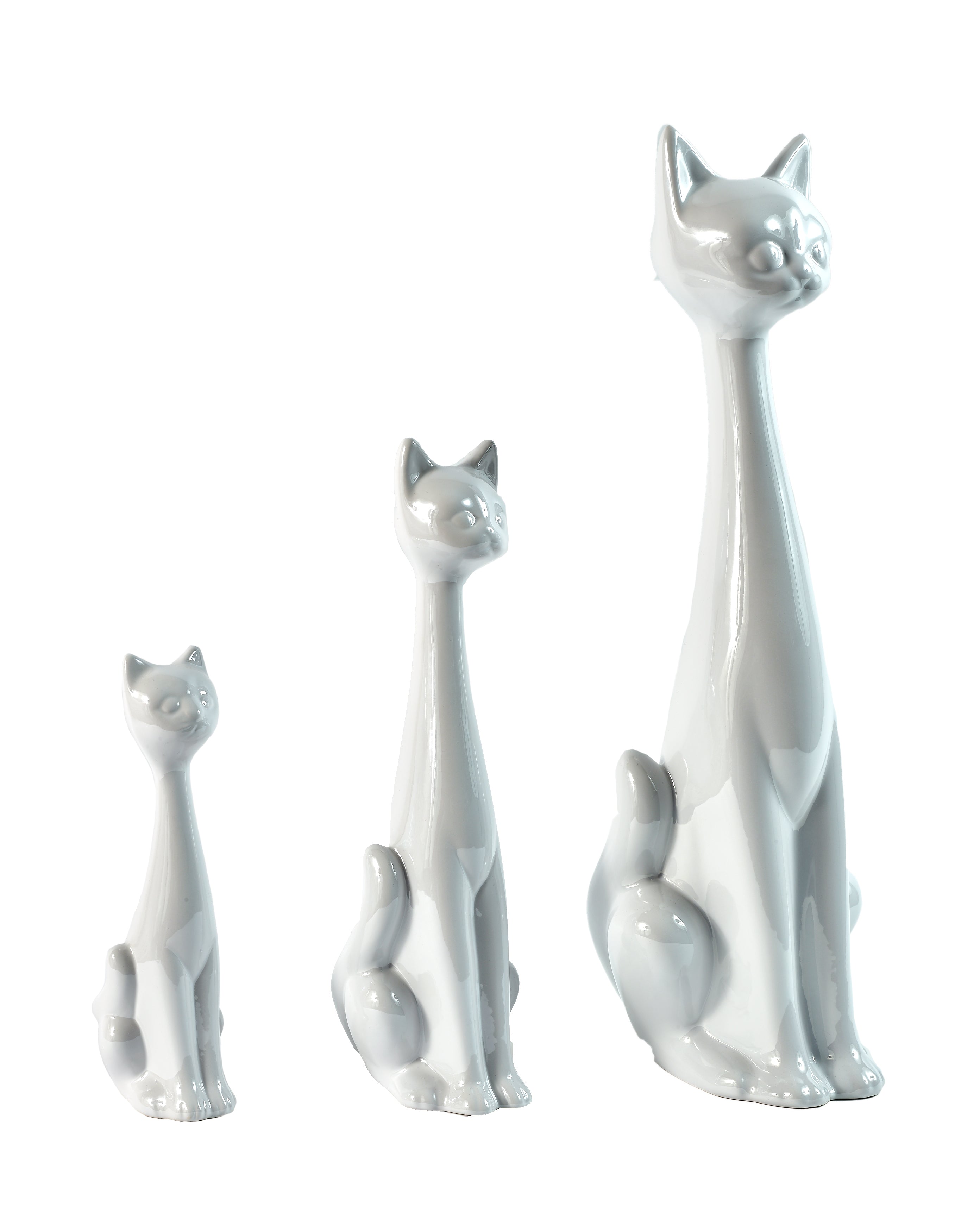 chat blanc