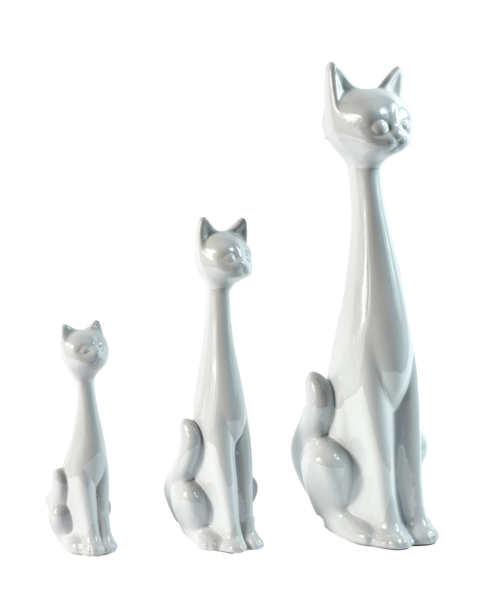 chat blanc